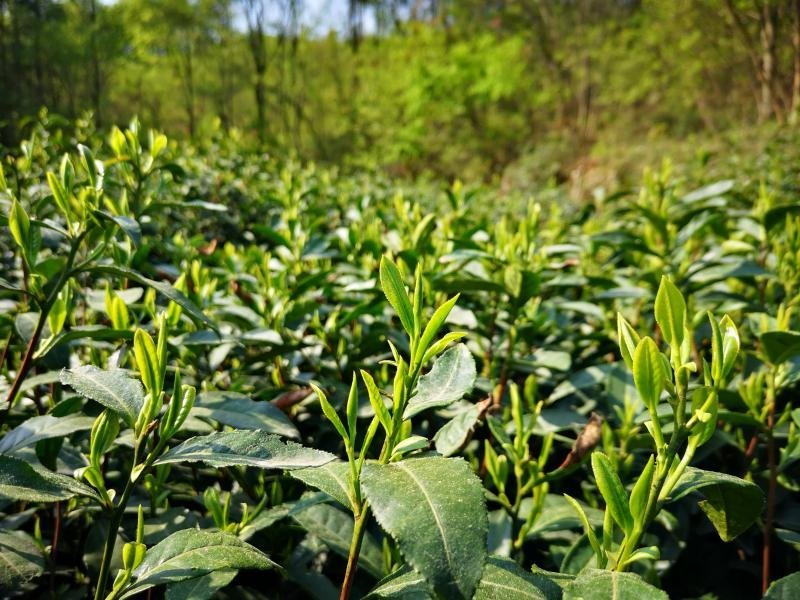 100%原产地自产自销霍山黄芽