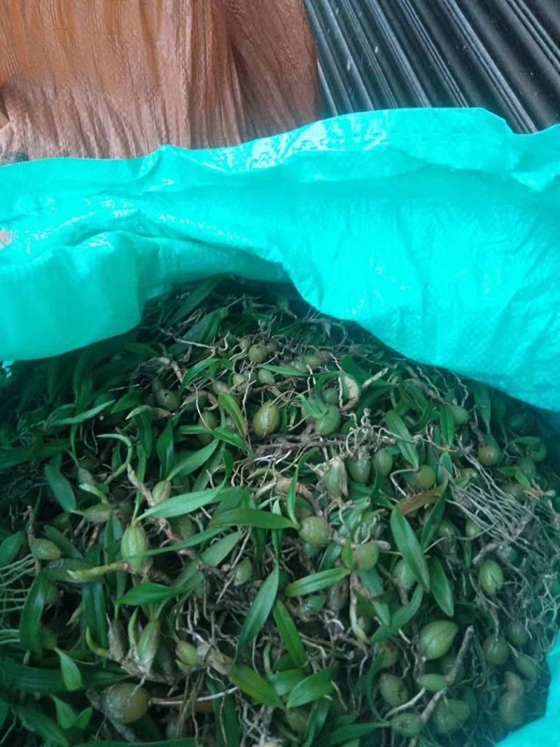 双叶小果石橄榄（新鲜）