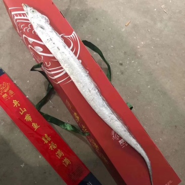 囍渔精品舟山带鱼小头小眼睛油带鱼舟山近海捕捞