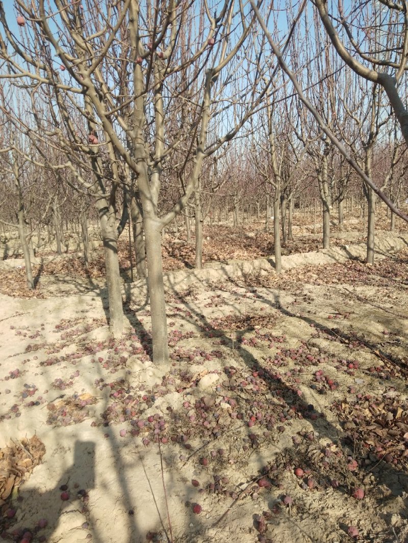 1~40公分八棱海棠规格丰富价格低批发零售基地现挖现发