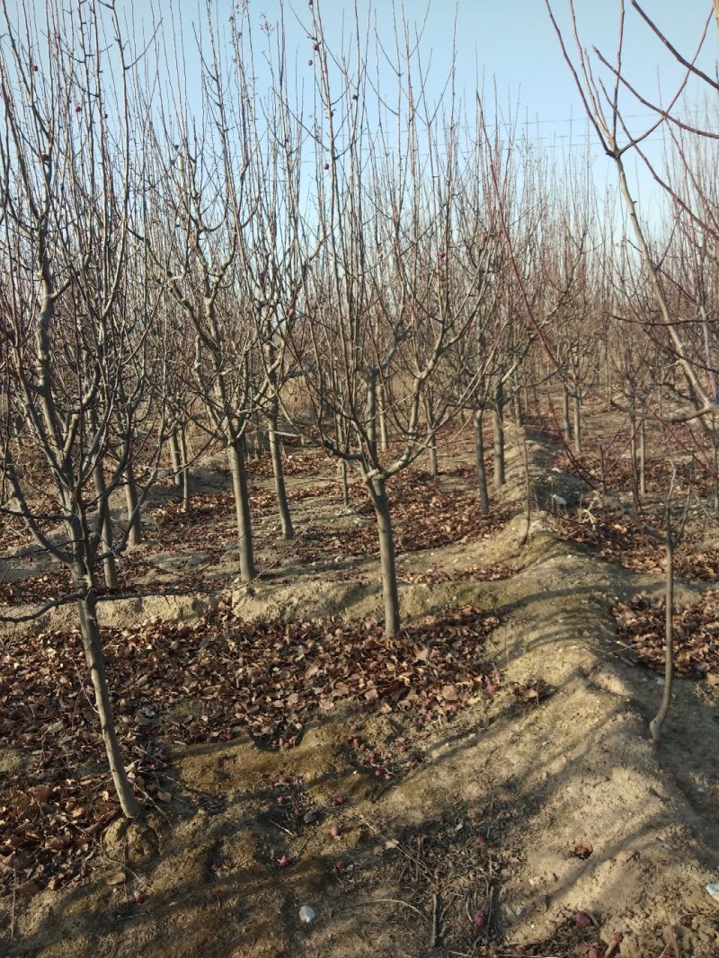 1~40公分八棱海棠规格丰富价格低批发零售基地现挖现发