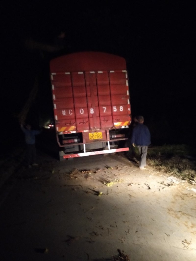 大量供应各种规格罗汉松，占地罗汉松，2到3公分的、绿化苗