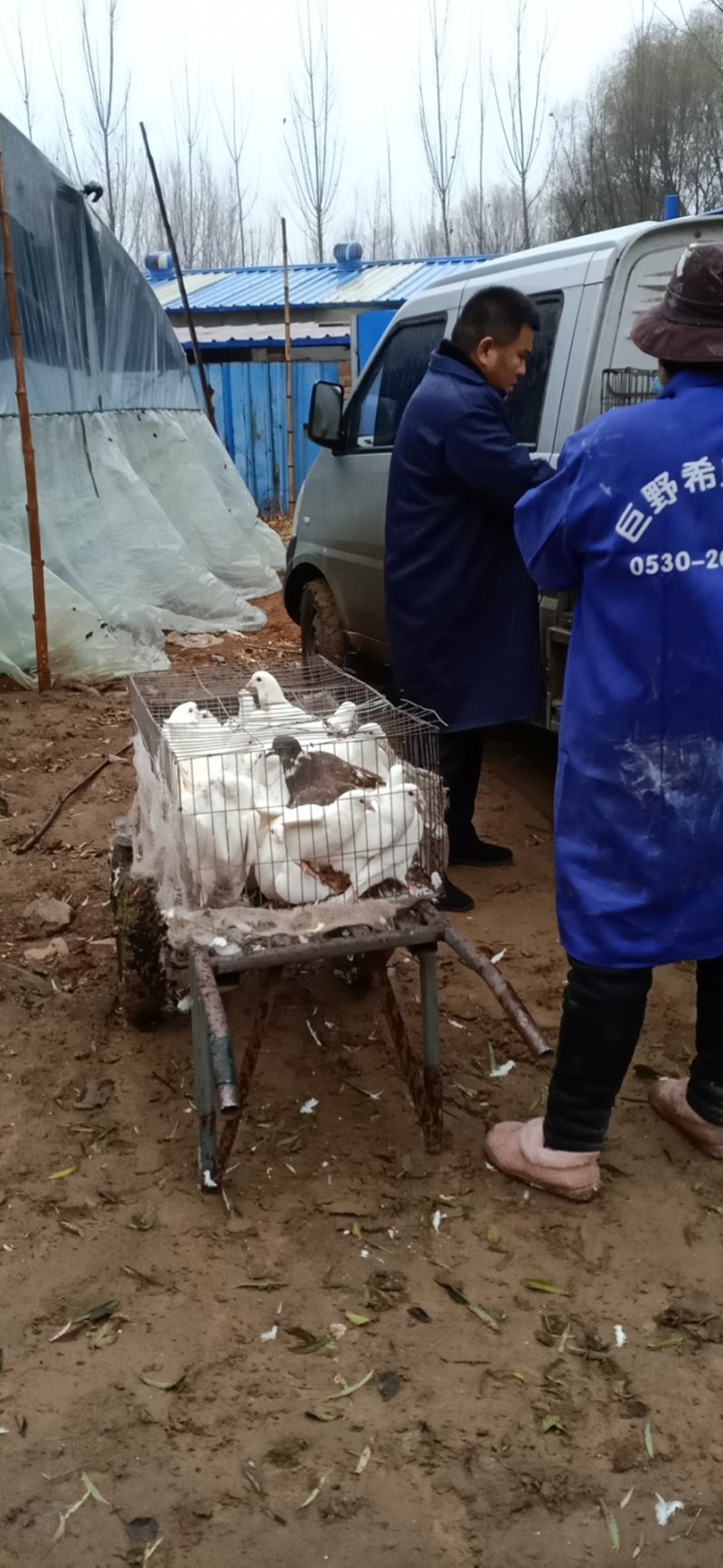 出售农村散养鸽子，常年供货，量大从优