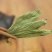 甜叶菊甜叶菊茶糖的替代品糖度高低热量