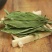 甜叶菊甜叶菊茶糖的替代品糖度高低热量