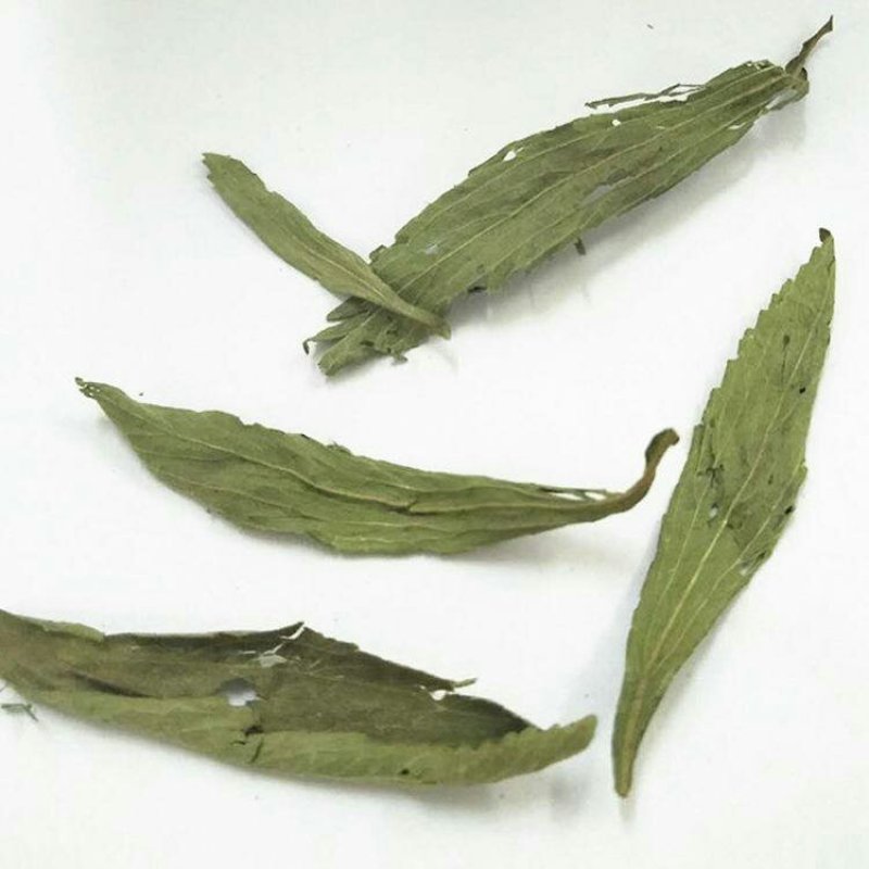 甜叶菊甜叶菊茶糖的替代品糖度高低热量