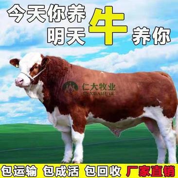牛犊品质保证，厂家直销，专注养牛三十年