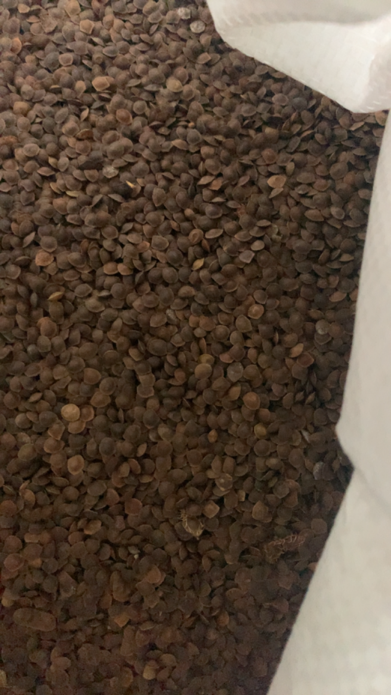 含羞草种子四季易种庭院绿植花卉种子套餐室内阳台盆栽害羞草