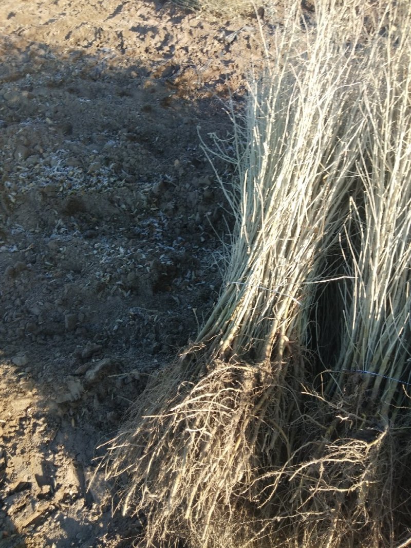 甘肃沙枣苗沙枣树苗沙枣小苗规格全按需配货欢迎咨询