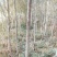 胡杨1—12公分规格全密胡杨产地专业代办按需供货