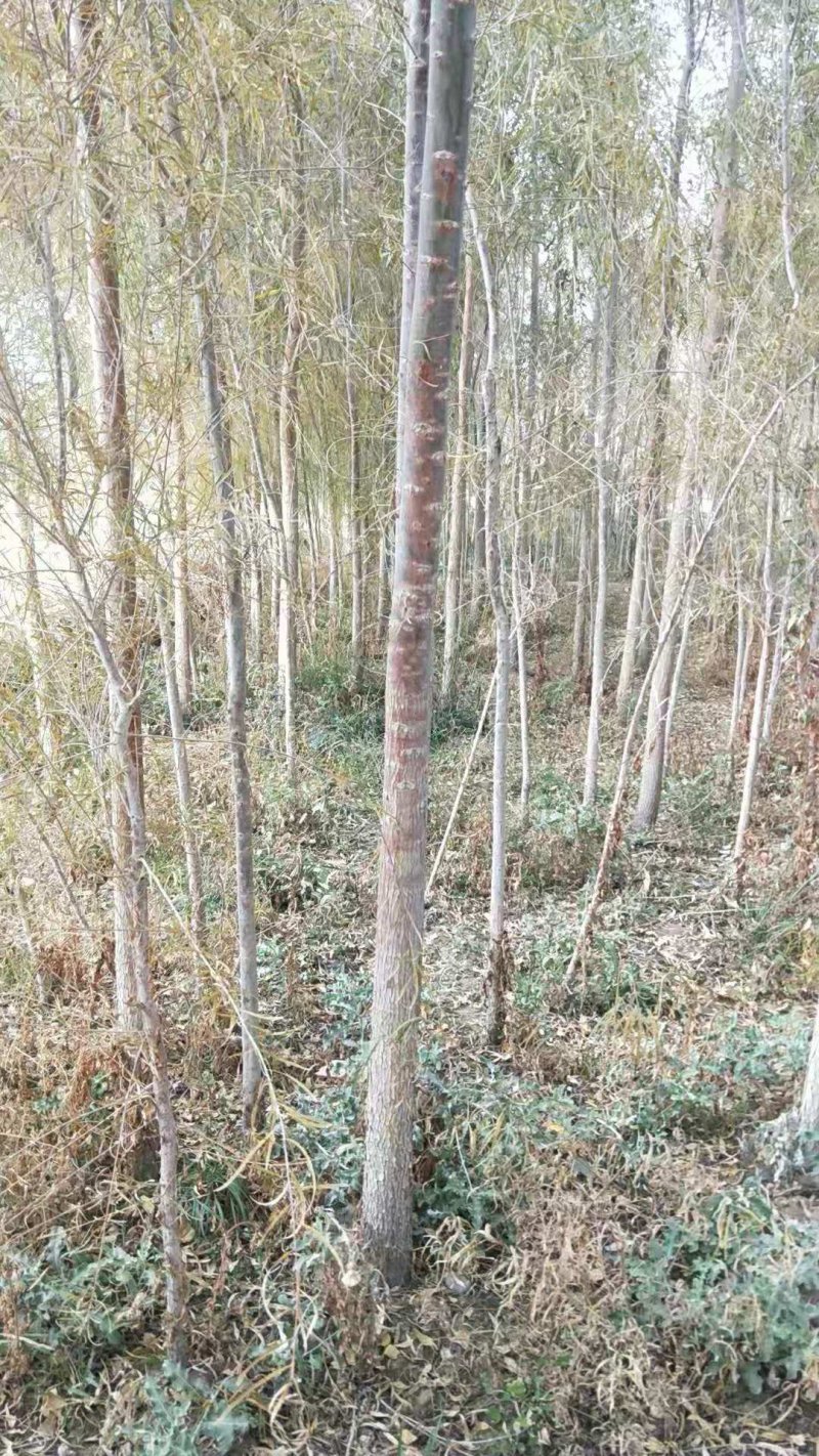 胡杨1—12公分规格全密胡杨产地专业代办按需供货