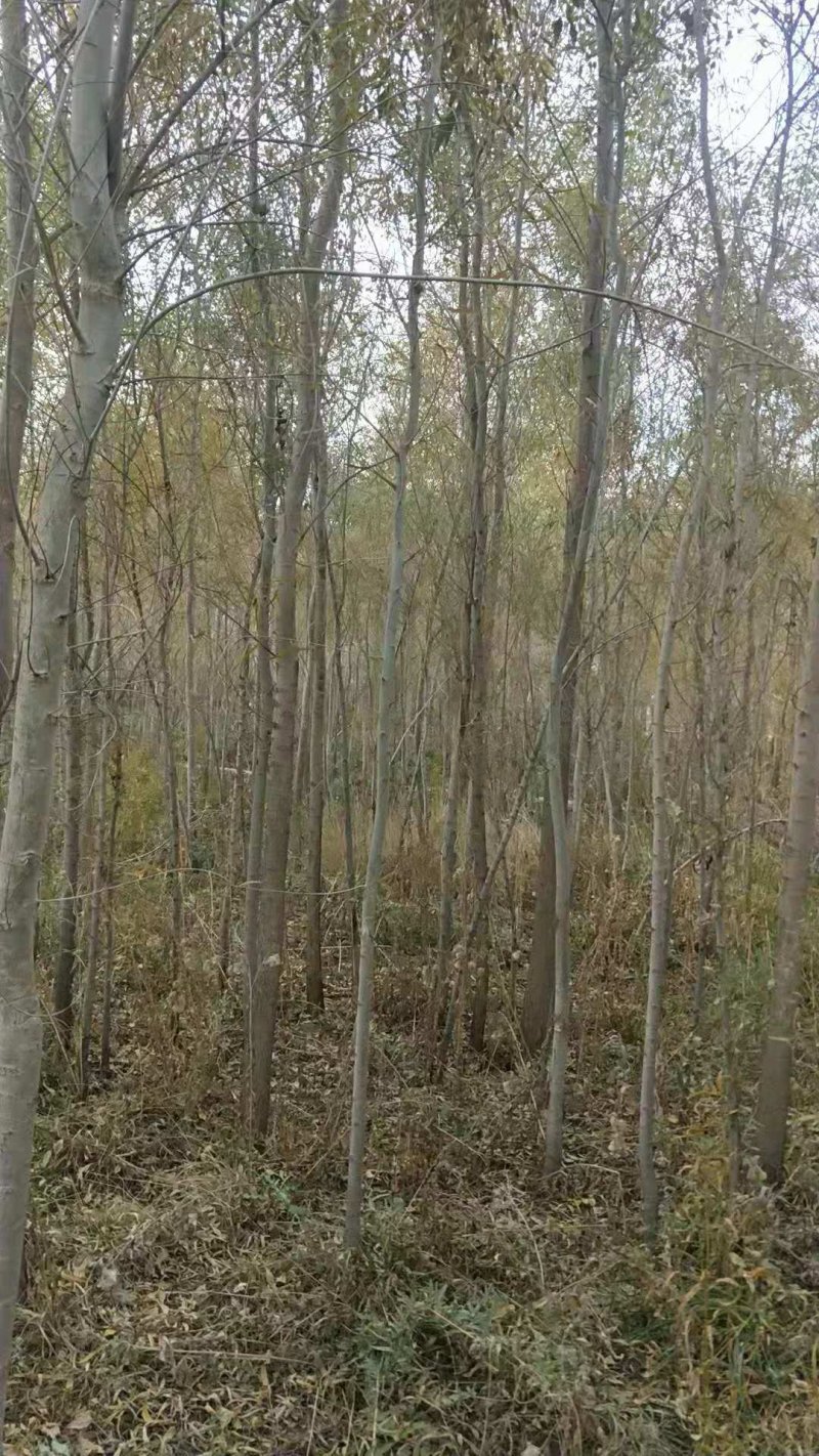 胡杨1—12公分规格全密胡杨产地专业代办按需供货