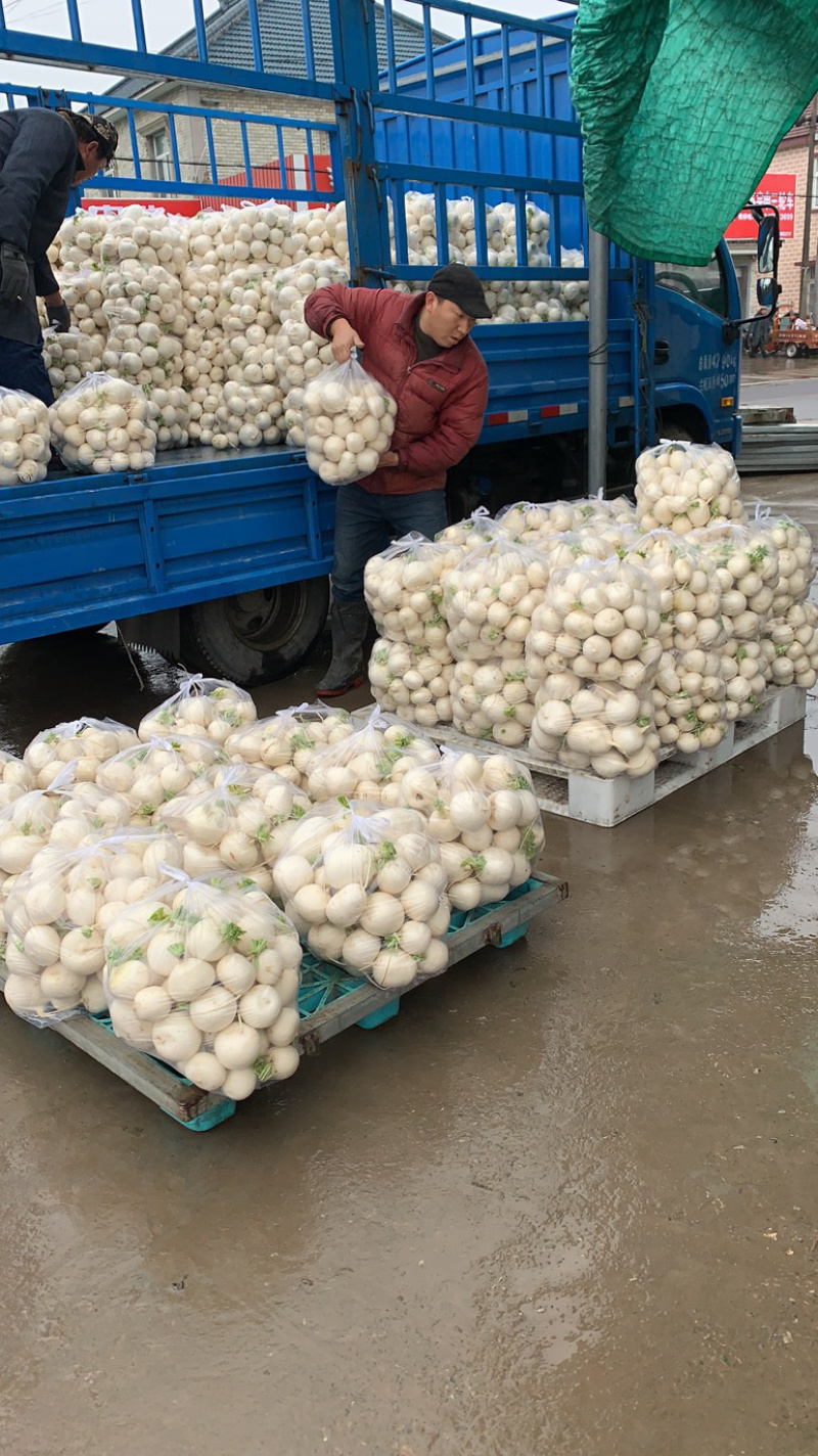 优质精品白萝卜大量供应中，需要的请联系，