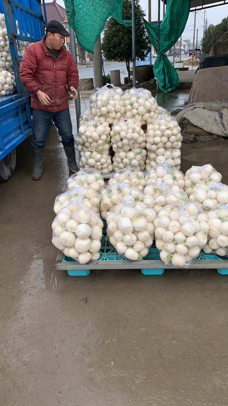 优质精品白萝卜大量供应中，需要的请联系，