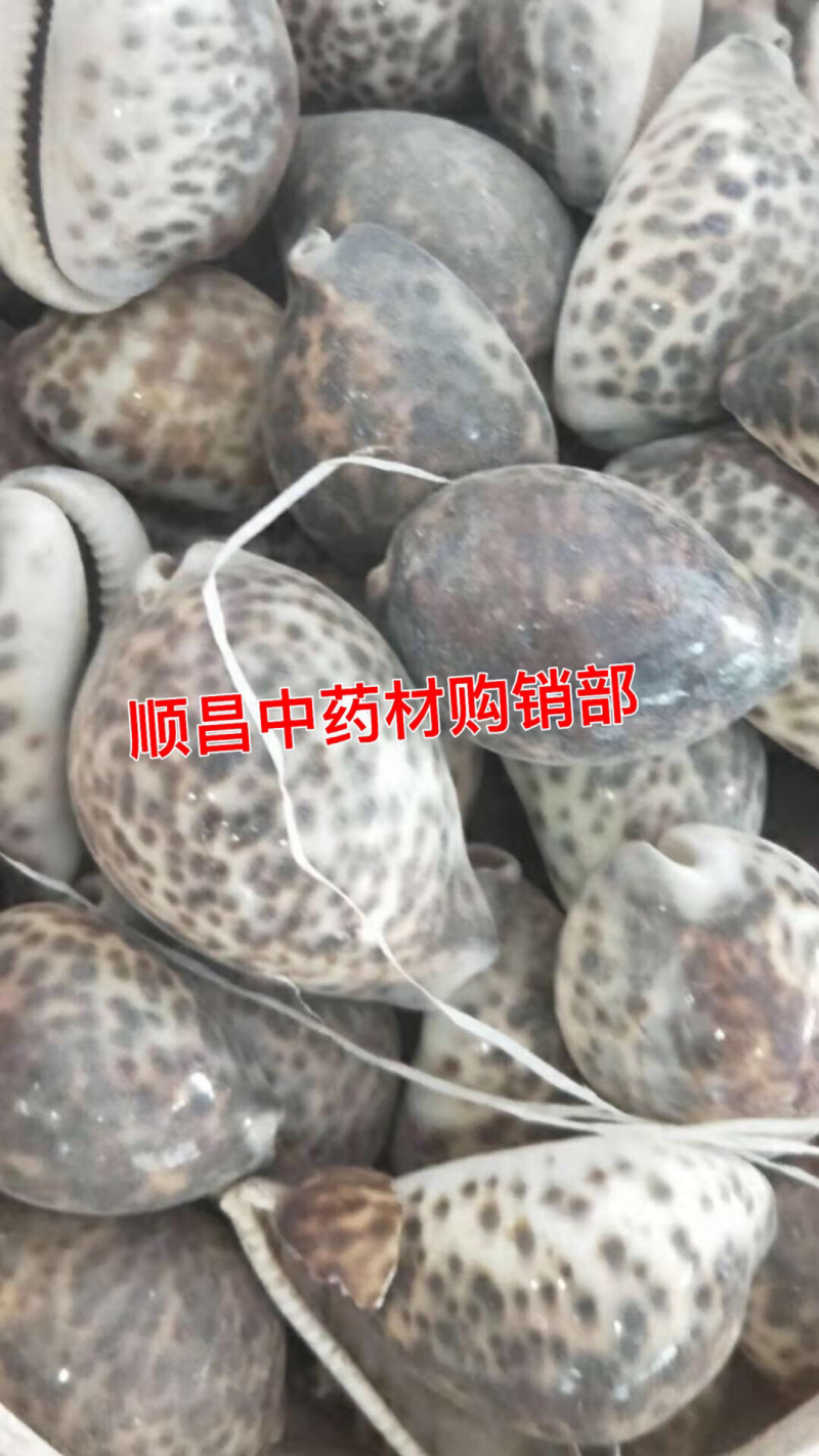 紫贝齿【包邮】三斤起发货可批量可零售量大从优