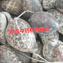 紫贝齿【包邮】三斤起发货可批量可零售量大从优
