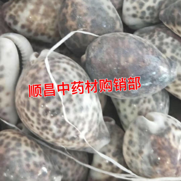 紫贝齿【包邮】三斤起发货可批量可零售量大从优