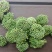 三七花三七花干货无硫农产品【包邮】