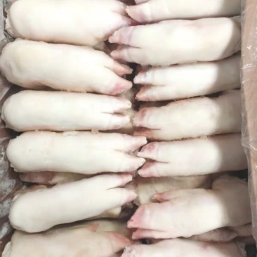 冷鲜生猪蹄猪脚猪手新鲜猪蹄10斤色正无水短的带