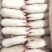 冷鲜生猪蹄猪脚猪手新鲜猪蹄10斤色正无水短的带