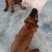精品马犬，高动力咬口棒，犬舍繁育价格优惠出售