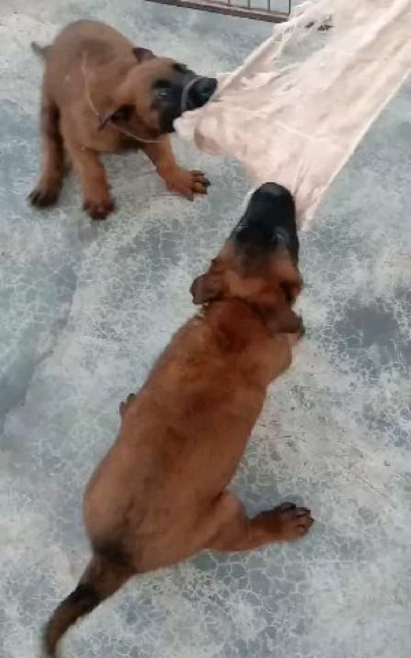 精品马犬，高动力咬口棒，犬舍繁育价格优惠出售