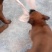 精品马犬，高动力咬口棒，犬舍繁育价格优惠出售