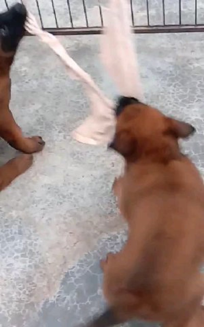 精品马犬，高动力咬口棒，犬舍繁育价格优惠出售