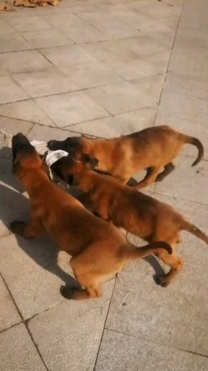 精品马犬，高动力咬口棒，犬舍繁育价格优惠出售