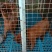精品马犬，高动力咬口棒，犬舍繁育价格优惠出售