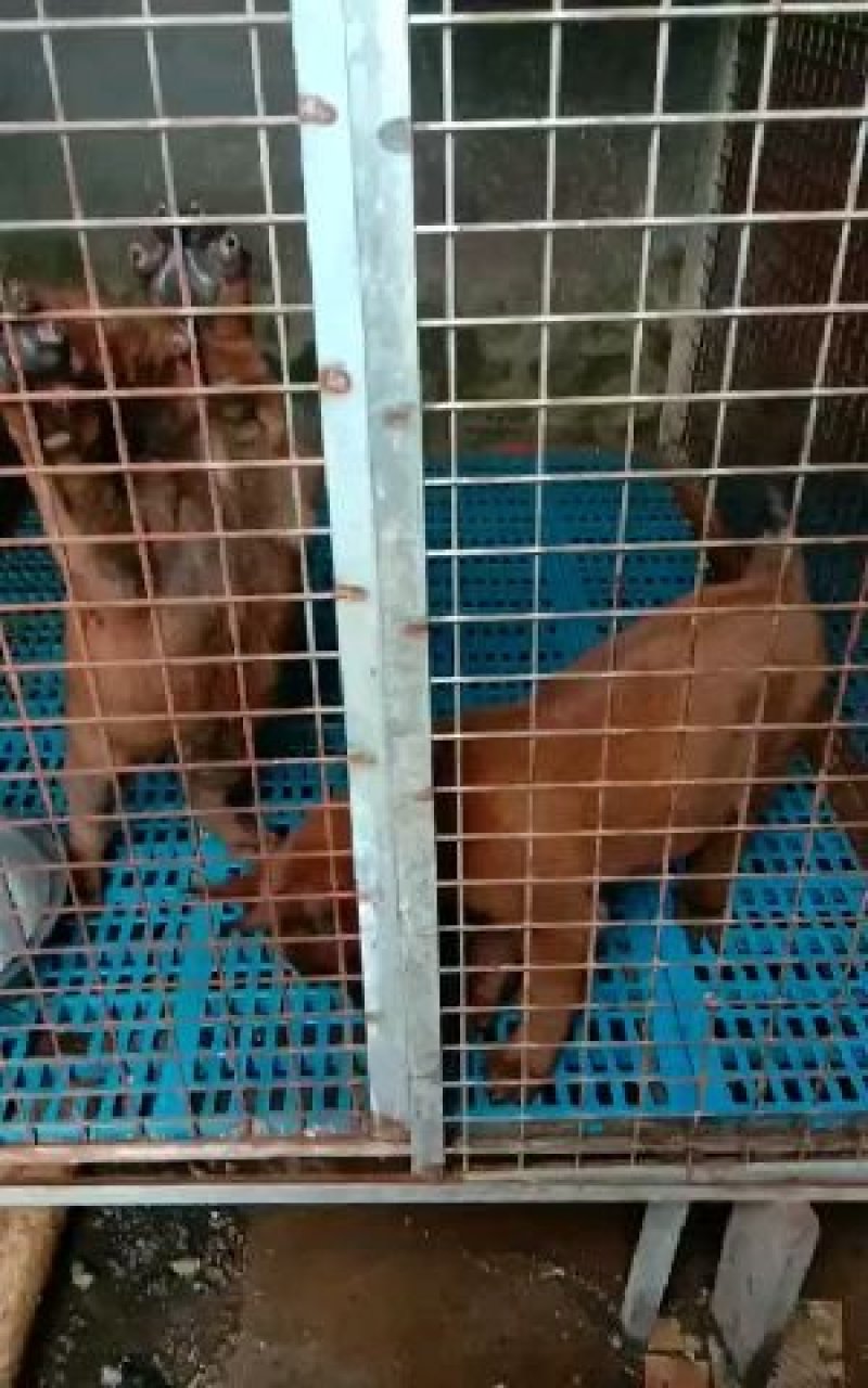 精品马犬，高动力咬口棒，犬舍繁育价格优惠出售