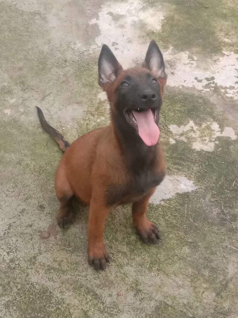 精品马犬，高动力咬口棒，犬舍繁育价格优惠出售