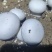 双孢菇基地诚招客源！优质雪花白蘑菇！各种等级