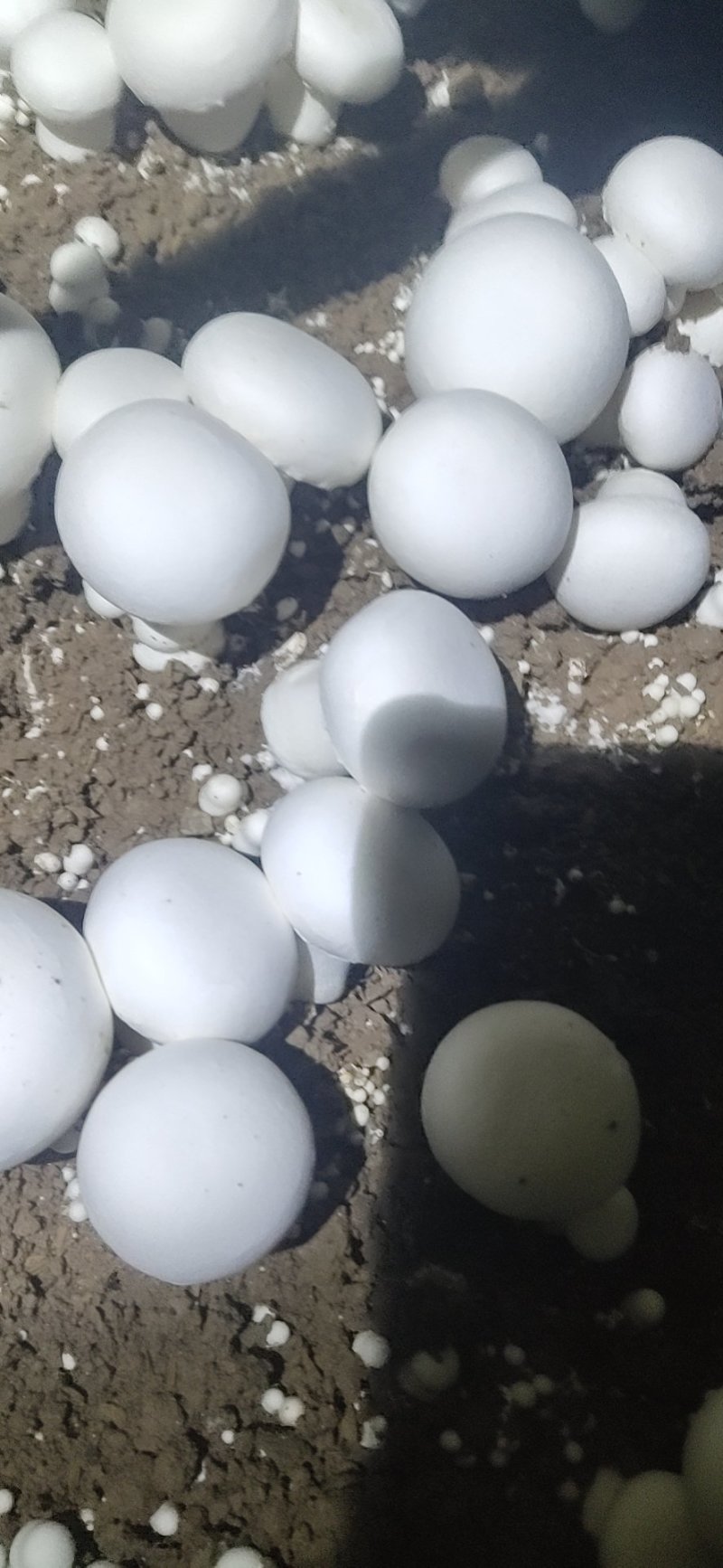 双孢菇基地诚招客源！优质雪花白蘑菇！各种等级