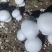 双孢菇基地诚招客源！优质雪花白蘑菇！各种等级