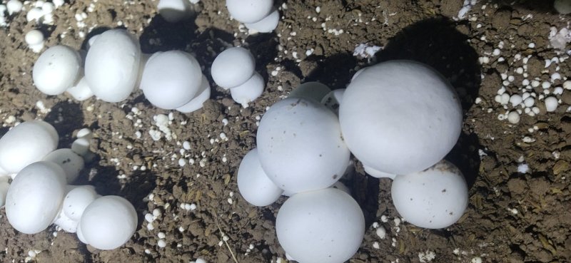 双孢菇基地诚招客源！优质雪花白蘑菇！各种等级