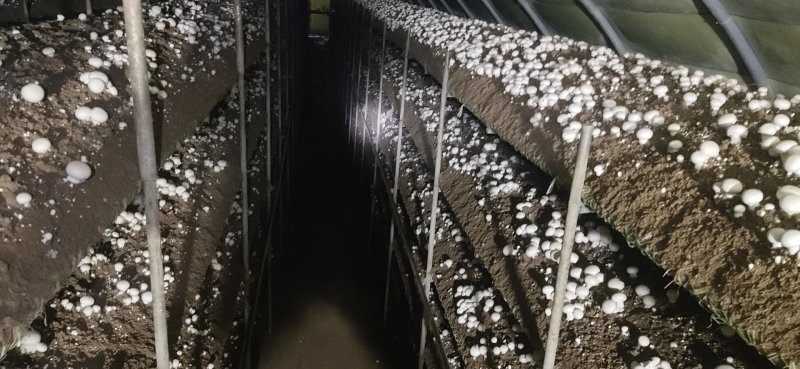 双孢菇基地诚招客源！优质雪花白蘑菇！各种等级