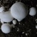 双孢菇基地诚招客源！优质雪花白蘑菇！各种等级