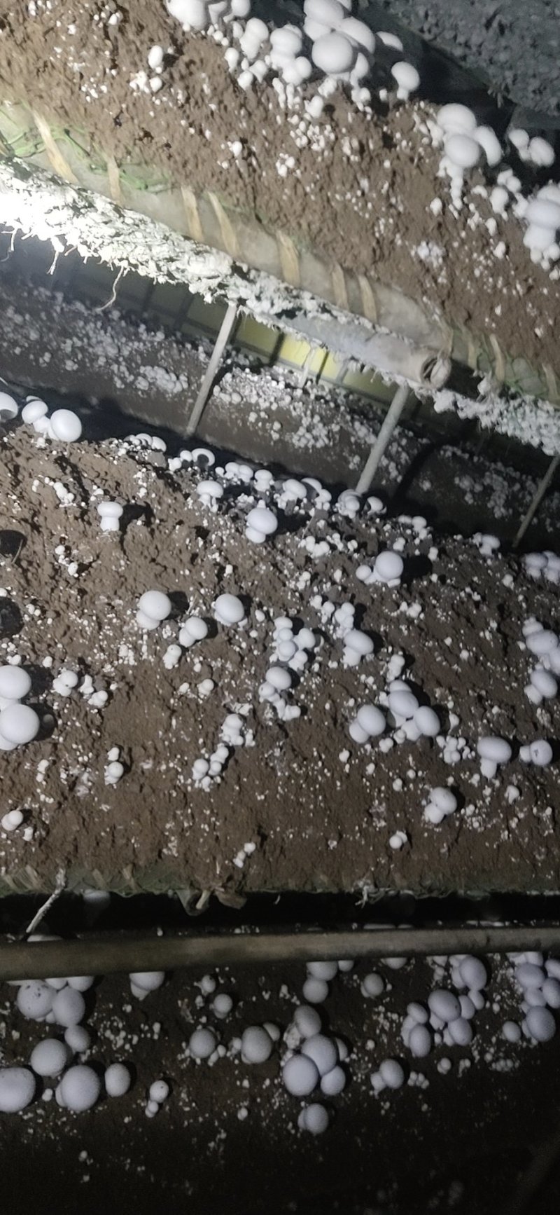 双孢菇基地诚招客源！优质雪花白蘑菇！各种等级