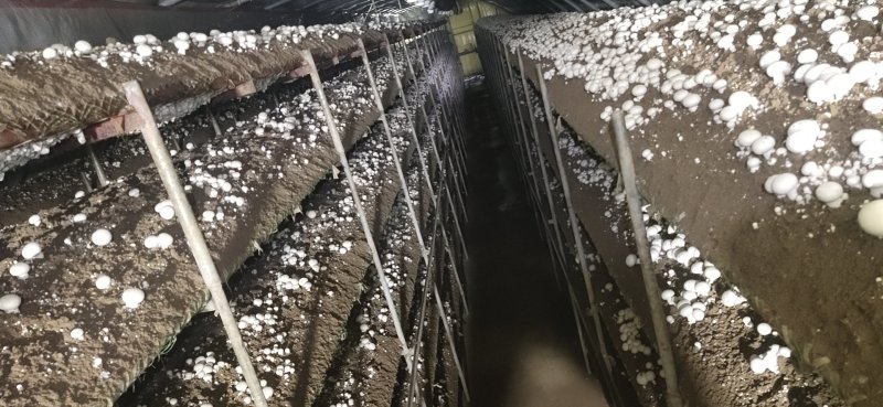 双孢菇基地诚招客源！优质雪花白蘑菇！各种等级