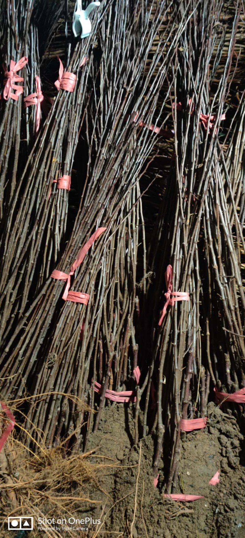 黑钻苹果苗新品种林芝黑苹果苗保真，数量有限