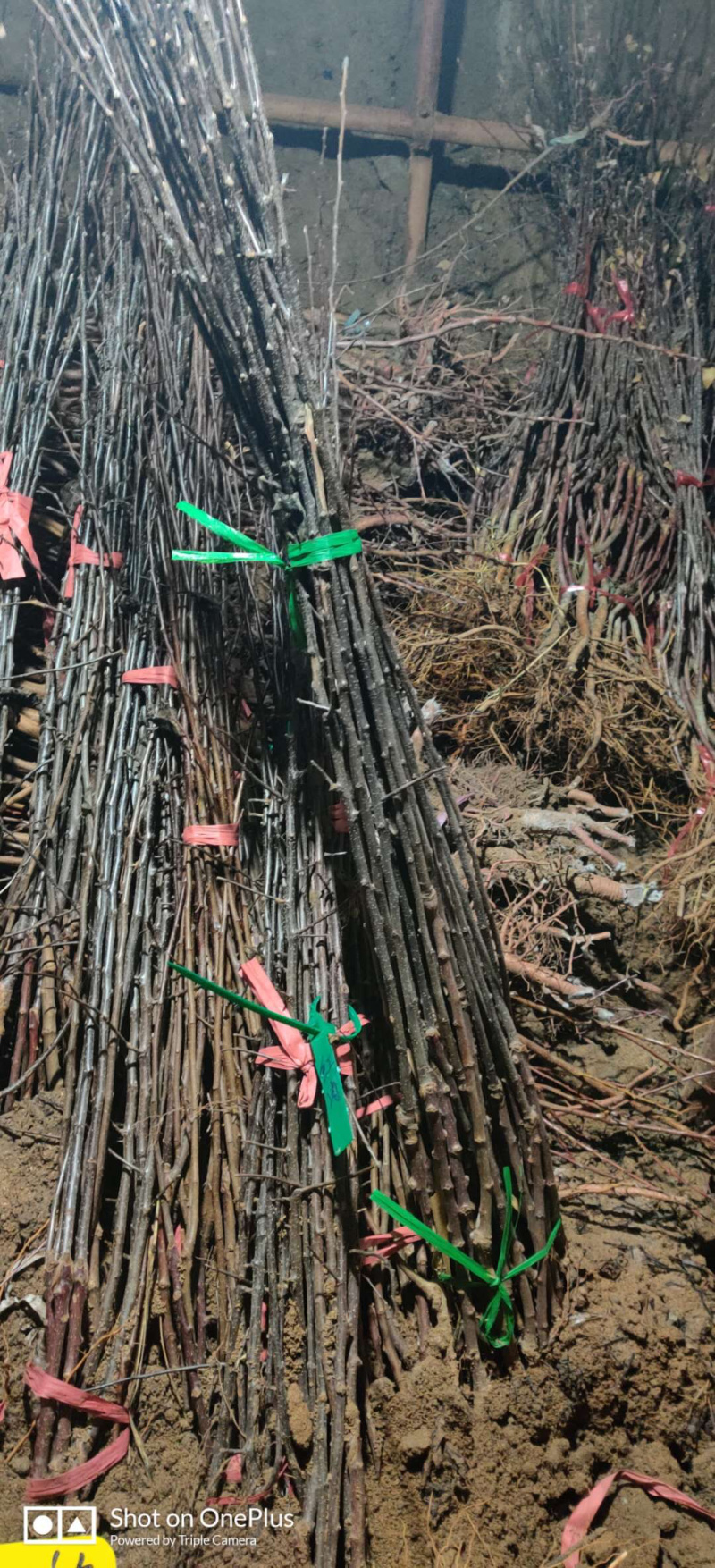 黑钻苹果苗新品种林芝黑苹果苗保真，数量有限