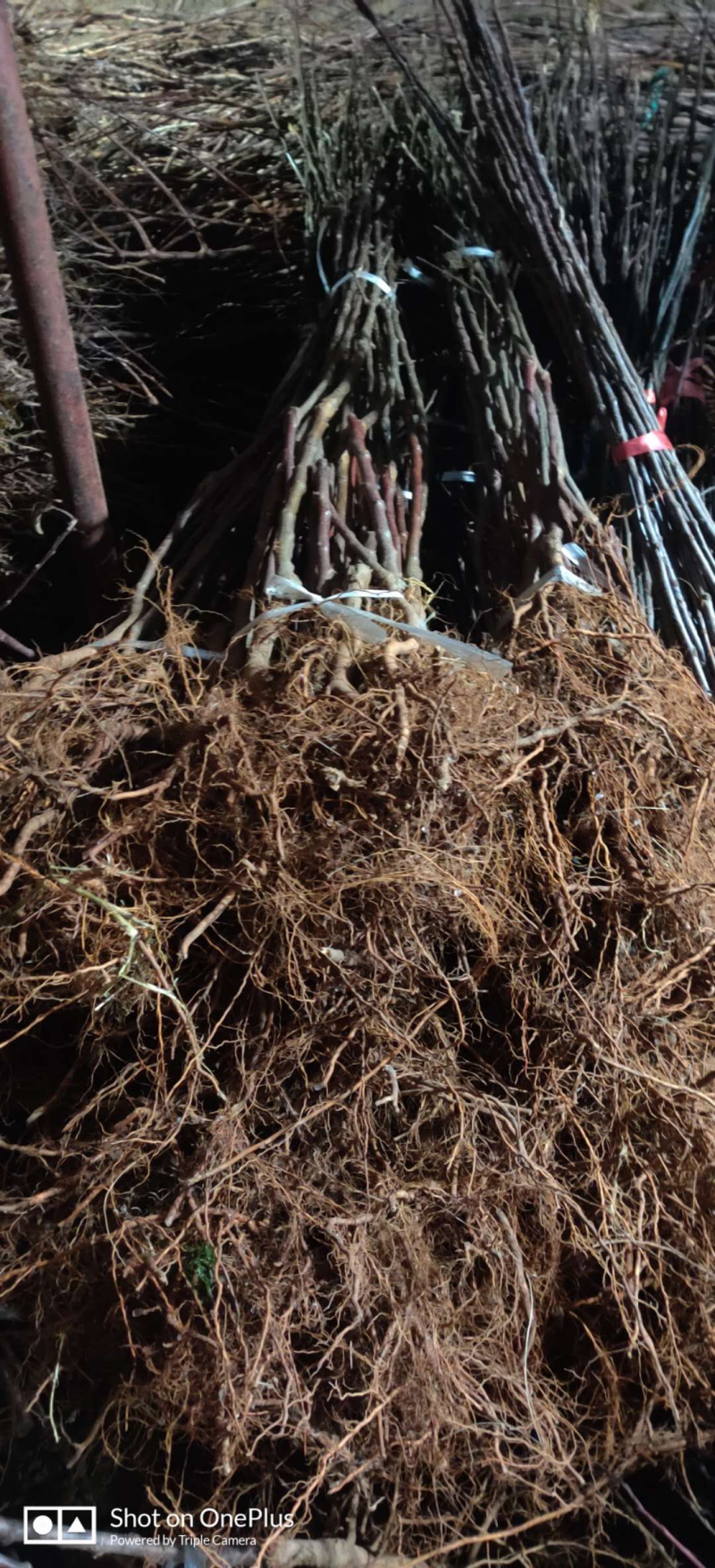 黑钻苹果苗新品种林芝黑苹果苗保真，数量有限