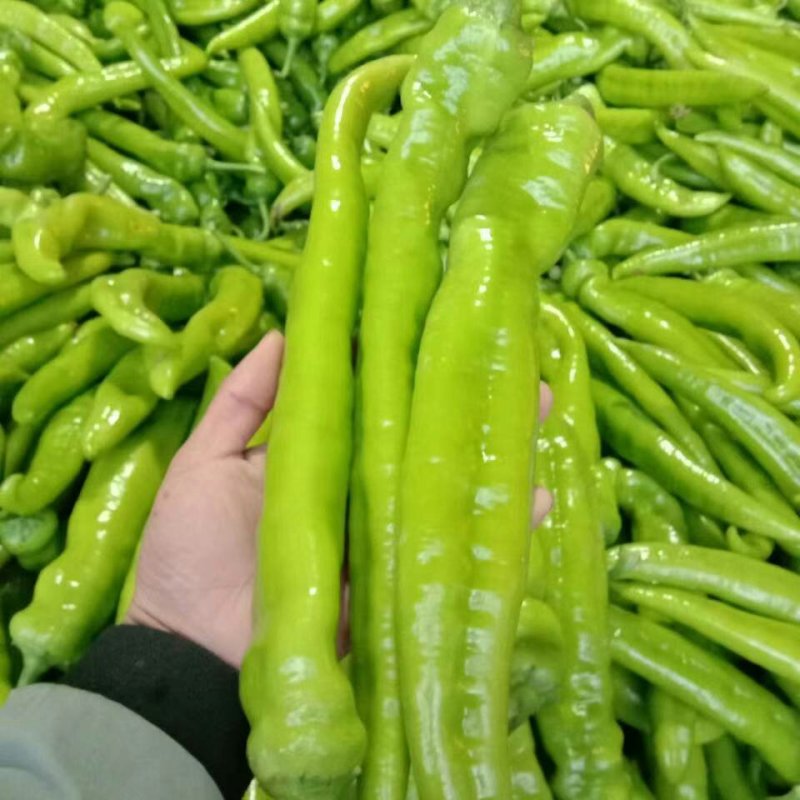【精品货】莘县温室黄皮尖椒一手货源大量供应诚信代办