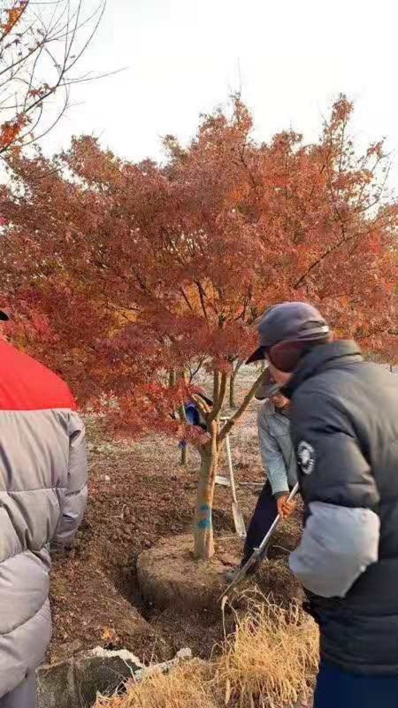 苏北鸡爪槭基地规格齐全，随号随挖，畅销全国