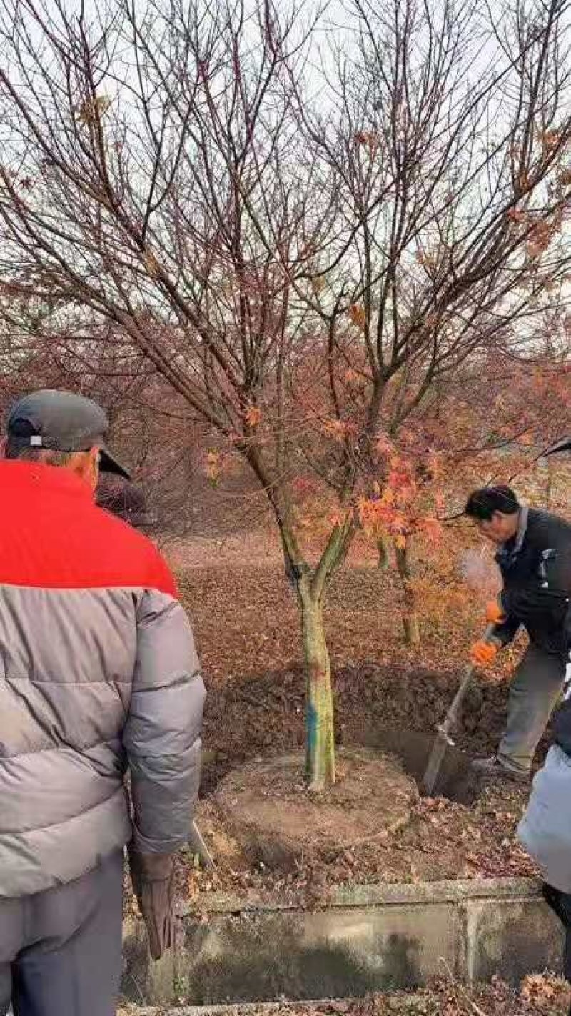 苏北鸡爪槭基地规格齐全，随号随挖，畅销全国