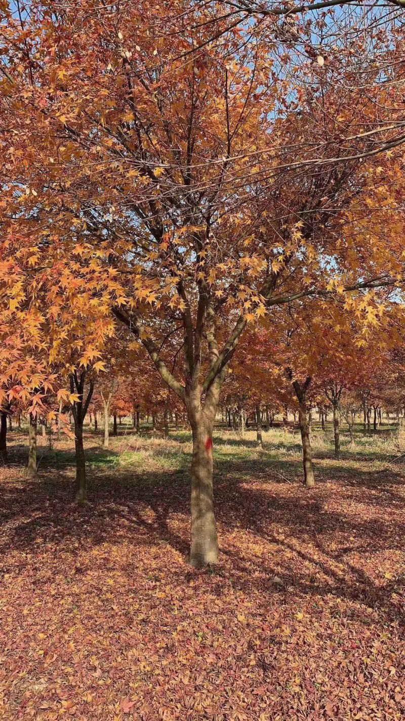 苏北鸡爪槭基地规格齐全，随号随挖，畅销全国