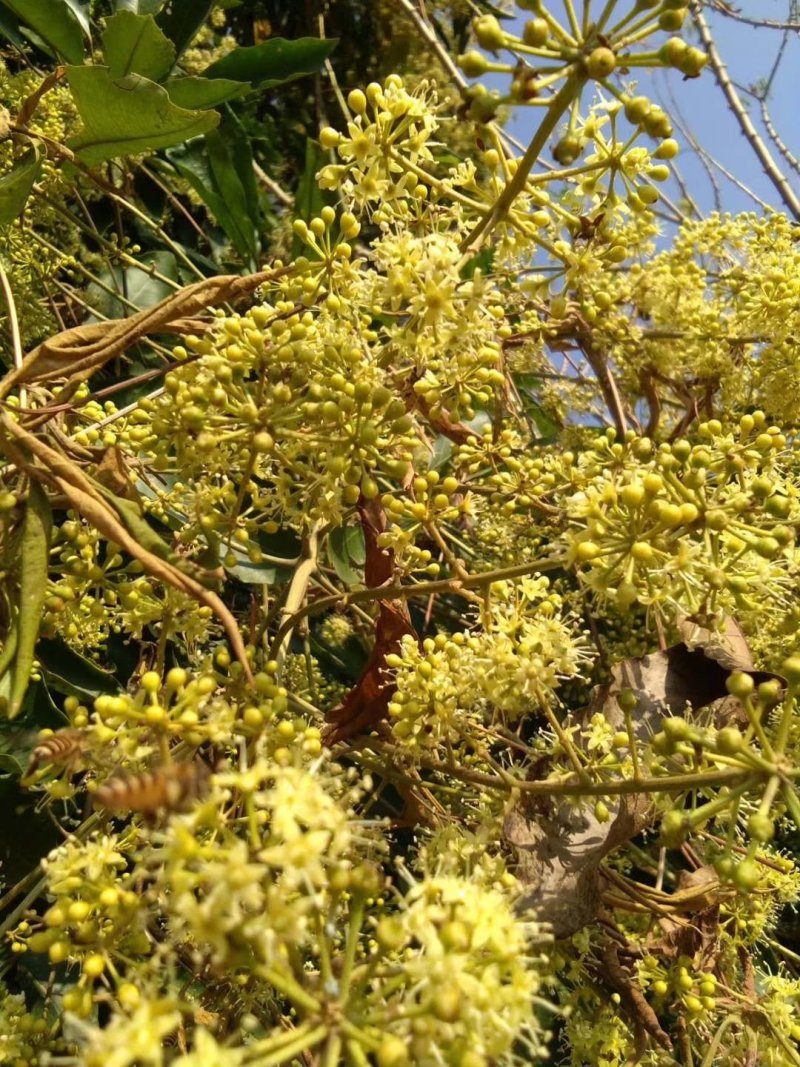 鸭脚木冬蜜