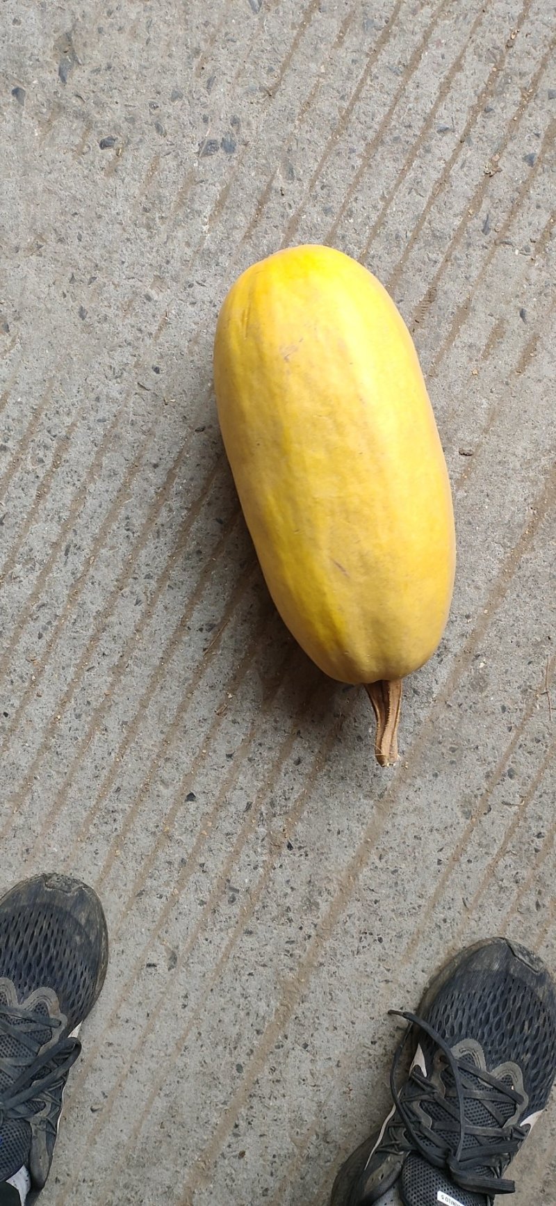 金丝搅瓜