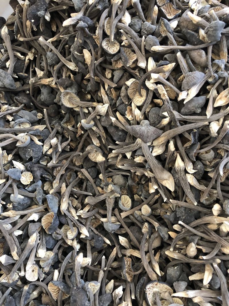 黑皮鸡枞菌食用菌批发人工栽培菌类